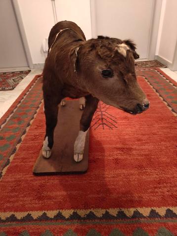 Een heel oud opgezet kalf op houten plank (30 op 80cm).  beschikbaar voor biedingen