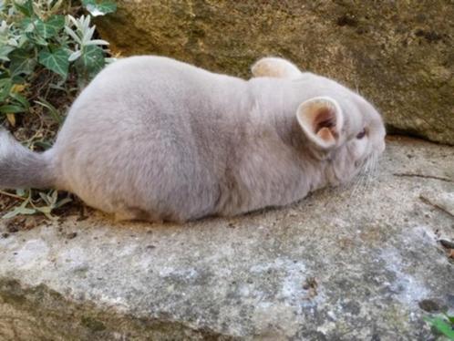 2 femelles chinchillas mutations rares et 10 autres, Dieren en Toebehoren, Knaagdieren, Vrouwelijk, Chinchilla, Tam