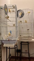 10 beaux Canari a céder 1070, Bagué