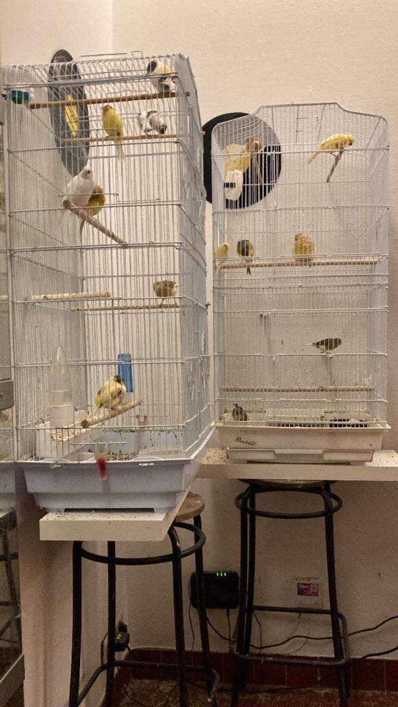 10 beaux Canari a céder 1070, Dieren en Toebehoren, Vogels | Parkieten en Papegaaien, Geringd