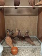 Mooie belgische tuimelaars, Dieren en Toebehoren