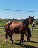 Fokmerrie springafstamming/ gezelschapspaard, Dieren en Toebehoren, Paarden, Merrie, Springpaard, Gechipt, Zadelmak
