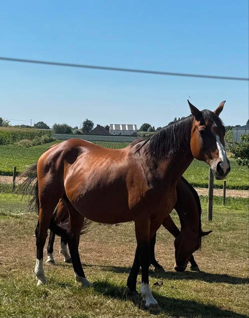 Fokmerrie springafstamming/ gezelschapspaard, Dieren en Toebehoren, Paarden, Merrie, Zadelmak, 160 tot 165 cm, 11 jaar of ouder
