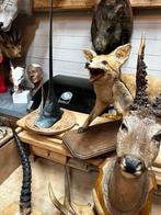 Vis kop zee taxidermie opgezette jacht trofeeën, Antiek en Kunst, Ophalen of Verzenden