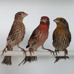 Mexicaanse roodmussen, Dieren en Toebehoren