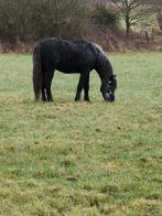 Verkoop zeker uw goed thuis, Dieren en Toebehoren, Paarden en Pony's | Dekhengsten en Fokmerries