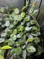 Hoya mathilde splash/silver, Ophalen of Verzenden