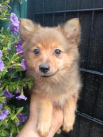 Keeshondjes zoeken een warme thuis, Dieren en Toebehoren, België, Keeshond, CDV (hondenziekte), 8 tot 15 weken