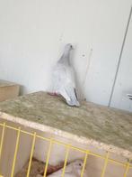 Kleurpostduiven, Dieren en Toebehoren