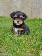 Schattige pupje zoekt een warme thuis, Chien (mâle), Petit, Belgique, Plusieurs