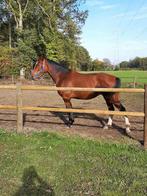 Merrie 2019, Dieren en Toebehoren, Paarden, Merrie