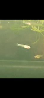 Baby visjes, Dieren en Toebehoren, Vissen | Aquariumvissen