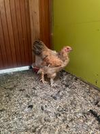 Brahma buff blauwcolumbia, Mannelijk, Kip