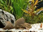 Pleco, Dieren en Toebehoren, Vissen | Aquariumvissen