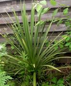 Zuiderse tuinplant, Tuin en Terras, Planten | Tuinplanten, Ophalen, Vaste plant, Overige soorten