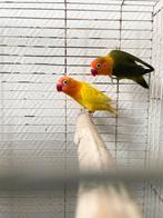 Agapornis broedpaar, Dieren en Toebehoren, Vogels | Parkieten en Papegaaien, Mannelijk