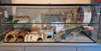 Gerbilarium of hamster terrarium 120x50x40, Dieren en Toebehoren, Ophalen, Zo goed als nieuw, Hamster