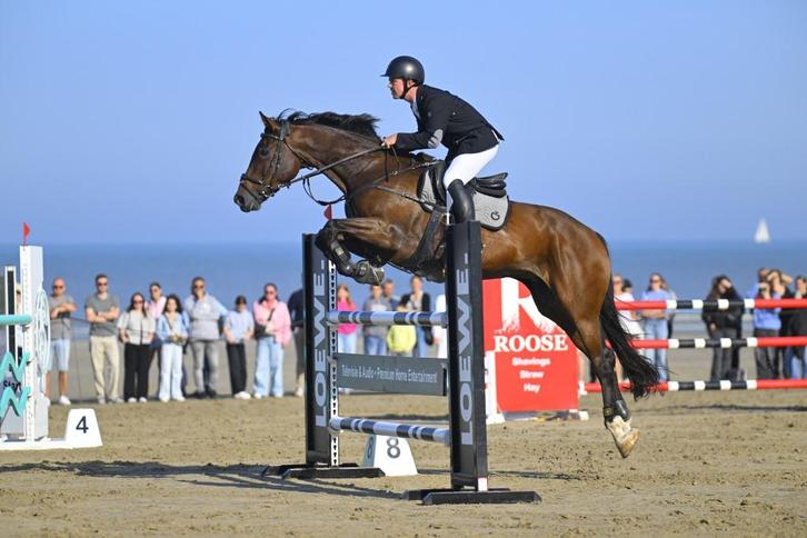 10-jarig springpaard met potentieel, Dieren en Toebehoren, Paarden, Ruin, 165 tot 170 cm, 7 tot 10 jaar, Springpaard, Met stamboom