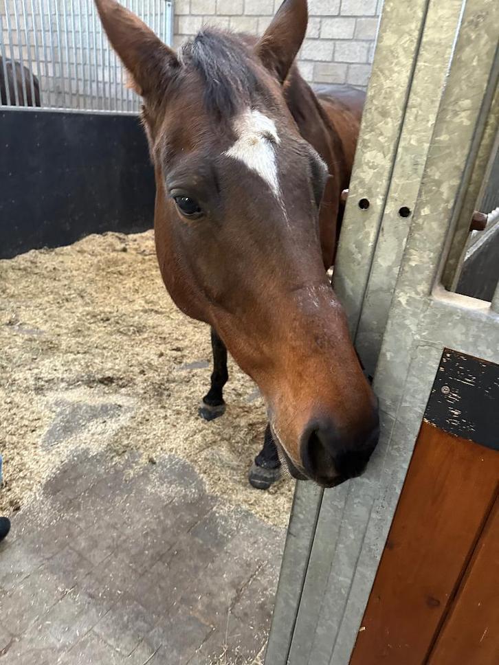 superlieve merrie, Dieren en Toebehoren, Paarden, Merrie, L, Minder dan 160 cm, 11 jaar of ouder, Recreatiepaard, Met stamboom