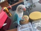Junior, Dieren en Toebehoren, Vogels | Parkieten en Papegaaien, Geslacht onbekend, Dwergpapegaai of Agapornis, Tam
