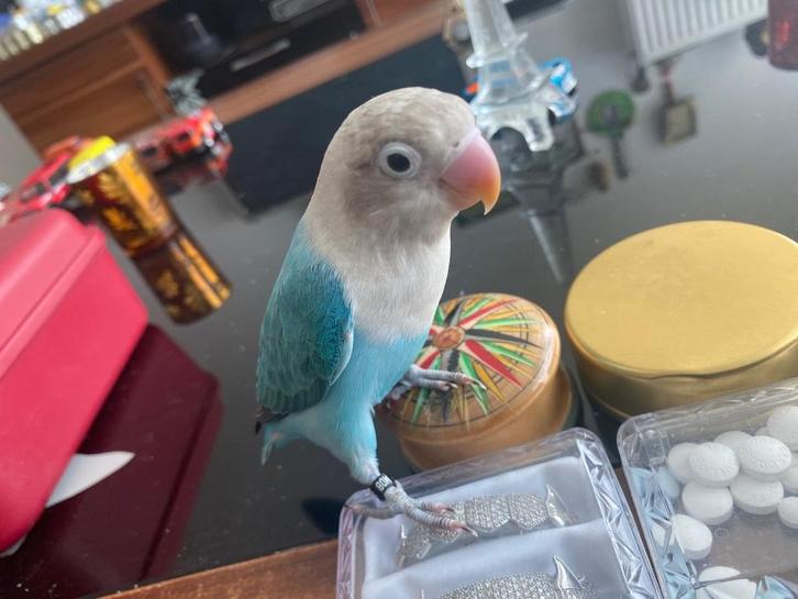 Junior, Dieren en Toebehoren, Vogels | Parkieten en Papegaaien, Dwergpapegaai of Agapornis, Geslacht onbekend, Tam