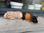 Jonge cavia’s, Dieren en Toebehoren, Cavia, Tam