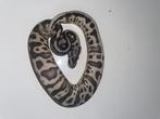 Ball python Axanthic Tsk Leopard, Dieren en Toebehoren, Reptielen en Amfibieën, Slang, 0 tot 2 jaar