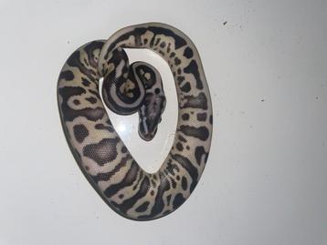 Ball python Axanthic Tsk Leopard, Animaux & Accessoires, Reptiles & Amphibiens, Serpent, 0 à 2 ans