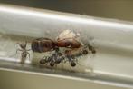 Camponotus nicobarensis, Dieren en Toebehoren, Mieren
