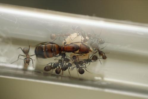 Camponotus nicobarensis, Dieren en Toebehoren, Insecten en Spinnen, Mieren