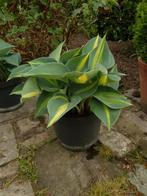 Mooie Hosta, Overige soorten, Volle zon, Vaste plant, Ophalen of Verzenden