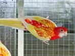 rosella, Dieren en Toebehoren, Vogels | Parkieten en Papegaaien, Geslacht onbekend, Parkiet, Geringd