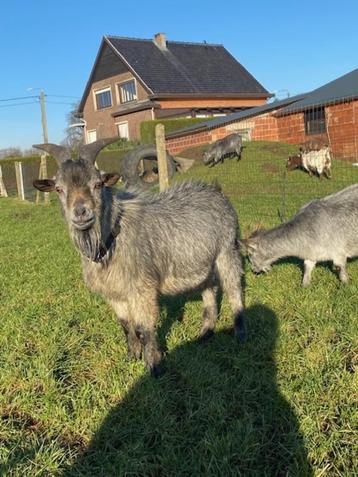 Blauwschimmel dwerggeit  beschikbaar voor biedingen