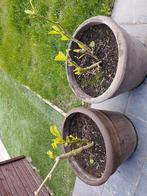 Stevige stek Brugmansia (trompettenplant), Jardin & Terrasse, Plantes | Jardin, Enlèvement