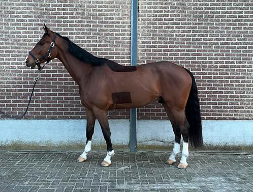 Springpaard te koop, Animaux & Accessoires, Chevaux, Hongre, L, 165 à 170 cm, 3 à 6 ans, Cheval de saut, Avec pedigree, Avec puce électronique