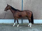 Springpaard te koop, Dieren en Toebehoren, Paarden, Springpaard, Gechipt, Ruin, 3 tot 6 jaar