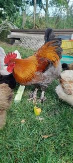 Haan Marans, Dieren en Toebehoren, Mannelijk, Kip