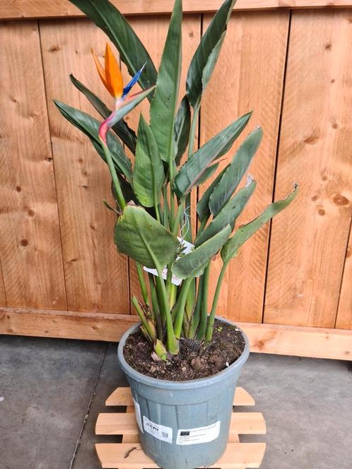 Strelitzia Reginae - Paradijsvogelbloem, Tuin en Terras, Planten | Tuinplanten, Ophalen