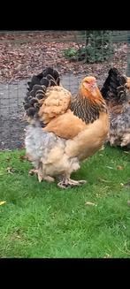 Broedeieren brahma buff zwart en blauw, mooi en fors gebouwd, Dieren en Toebehoren