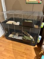 3 schattige cavia’s met alle toebehoren TE KOOP, Dieren en Toebehoren, Ophalen of Verzenden, Zo goed als nieuw, Kooi, Cavia