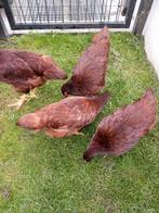 Rhode Island Red, Dieren en Toebehoren