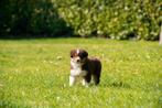 Prachtige MAS pups (mini aussie), Dieren en Toebehoren, België, Overige rassen, 8 tot 15 weken, CDV (hondenziekte)