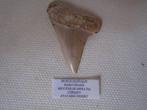 Buitengewone tand van Isurus Hastalis (haai), Miocene Huar, Ophalen of Verzenden, Fossiel