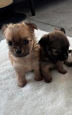 Mooi nestje chihuahua pups, België, Particulier, 8 tot 15 weken, CDV (hondenziekte)