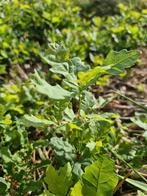 eik boom 25 cm groot, Jardin & Terrasse, Plantes | Jardin, Enlèvement