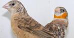 Te koop  : Bandvink rood en oranje 2025 - koppel 40 euro, Dieren en Toebehoren, Vogels | Overige Vogels