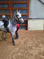 3,5 jarige grote B pony ruin BRP, Dieren en Toebehoren, Ruin, B