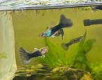 Guppys te koop koppeltjes of apart, Dieren en Toebehoren, Vis, Zoetwatervis