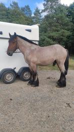 Belgische trekpaard, Dieren en Toebehoren, Paarden, Gechipt, Ruin, Zadelmak, 3 tot 6 jaar