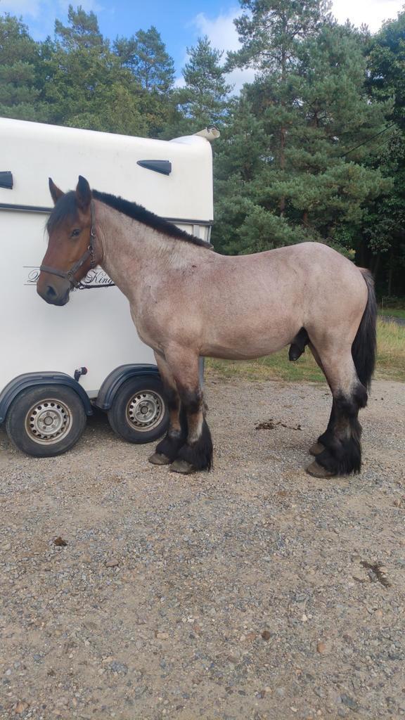 Belgische trekpaard, Dieren en Toebehoren, Paarden, Ruin, Zadelmak, 3 tot 6 jaar, Recreatiepaard, Met stamboom, Gechipt, Ontwormd